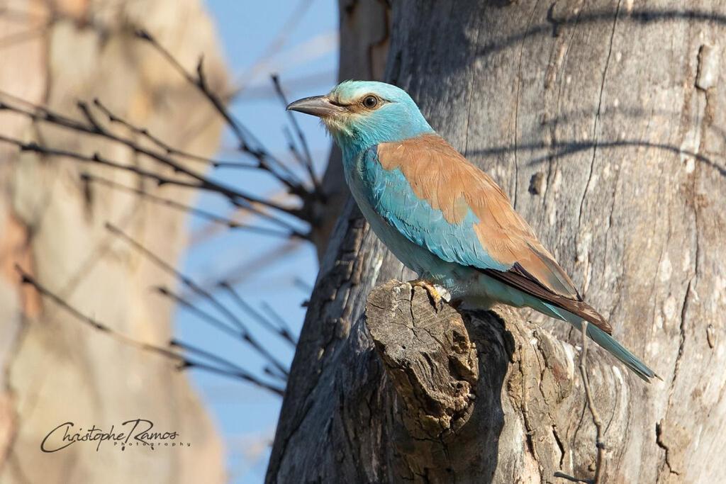 L'Oiseau Bleu Peacock Panzió Roubia Kültér fotó